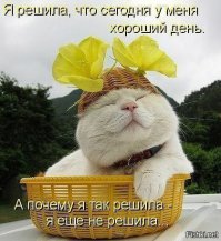 Весенние коты