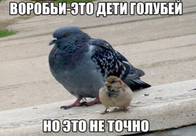 Как выглядят «голуби» в разных странах мира