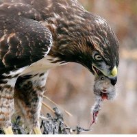 Здесь мы видим как вежливый орел показывает зайцу в какой стороне его дом