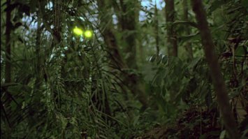 Тайна китайского камуфляжа