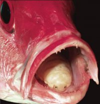 Cymothoa exigua (лат.), также называемый «мокрица, пожирающая язык» (англ. tongue-eating louse), — паразитическое ракообразное семейства Cymothoidae (англ.). Как правило имеет 3—4 сантиметра в длину. Паразит проникает через жабры и прикрепляется к основанию языка пятнистого розового люциана (англ.) (Lutjanus guttatus). Он высасывает кровь с помощью когтей в своей передней части, что приводит к атрофии языка из-за недостатка крови. После этого паразит заменяет язык рыбы, прикрепляя собственное тело к мышцам культи языка.