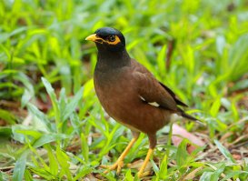 В Таиланде чаще попадаются все-таки не обезьяны, а афганские скворцы, или майны. Наглые, но веселые.