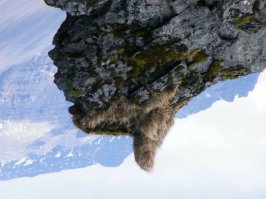 Следуя примерам ФИШЕК 