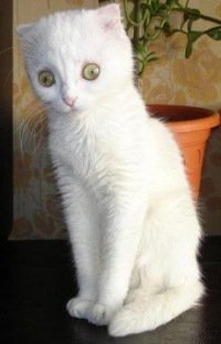 Если бы машинка была котом