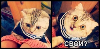 Смешные картинки с надписями