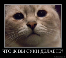 Уничтожение четырех тонн красной икры на Камчатке 