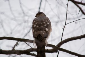 Красная книга России