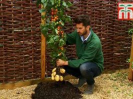 А у нас недавно приступили к сбору томата-картошки. Кстати, удивительный и изысканный вкус получается.