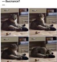 Смешные картинки с надписями