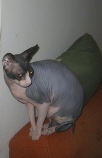 Сфинксы- это очаровательные создания. Вот мой малыш.