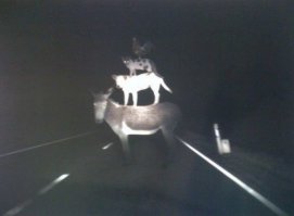 Странные, но прикольные картинки - 3