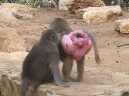 Ты чего, это красивей! Она почти достигла этого идеала =)