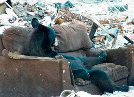 это не русский медведь, а барибал или американский чёрный медведь. водится только в северной америке. век воли не видать