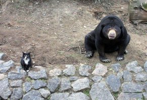 это не русский медведь, а барибал или американский чёрный медведь. водится только в северной америке. век воли не видать