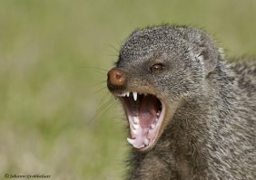 яд смертельный говоришь? ну давай поиграем