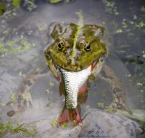 Кровожадная лягуха