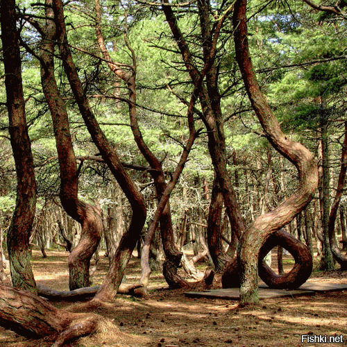 Танцующий лес Куршской Косы
