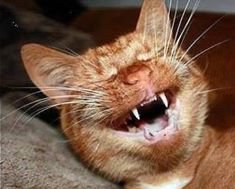 ...ой,так от души посмеялся :)). Спасибо автору подборки!