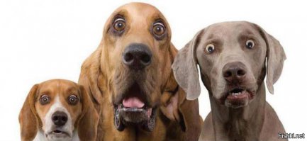 Самый старый кот с двумя мордами: Фрэнк и Луи!