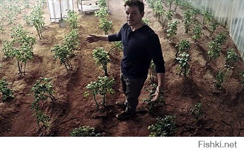 По вопросам выращивания картофеля в домашних условиях- обращайся к Мэтту Деймону!