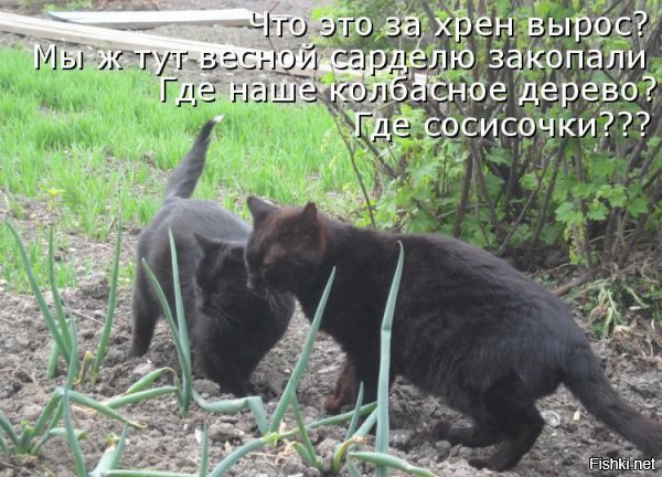Луковый секрет