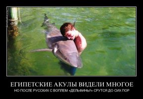Фоторгафии акул Тодда Бретла