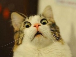 Самый старый кот с двумя мордами: Фрэнк и Луи!