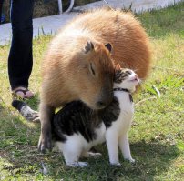 Котэ, как бы говорит, ты что попутал Этот хомяк переросток может и любит кошек, а вот кошки вряд ли...