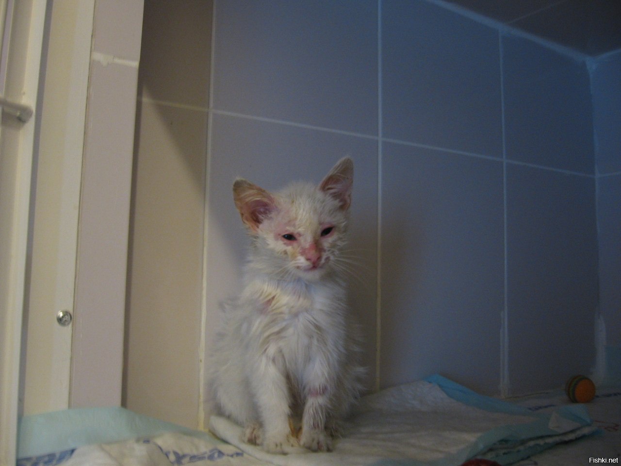 Случайно увидел в подъезде маленького белого больного котенка. 50% тела покрыто лишаем, глисты, блохи, отравление, воспаление глаз. 
Подобрал, в течении трех недель лечил, выхаживал и подарил родителям. Теперь у моих родителей есть живой, счастливый, пушистый кусочек радости, который вырос в огромадного белого шикарного котяру.
Любите животных, и они ответят вам тем же!