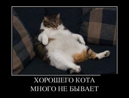 16 больших котов, которые совсем не кажутся домашними питомцами 