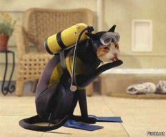 Котики, которых застали врасплох