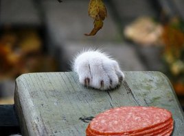 Котики, которых застали врасплох