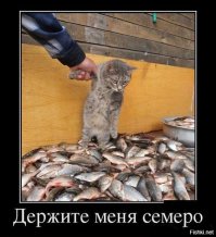 Котики, которых застали врасплох