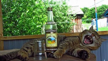 Котики, которых застали врасплох