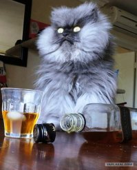 Котики, которых застали врасплох