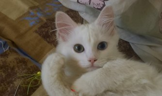 Жена подкармливала в соседнем дворе кошку с котятами. Потом все семейство передавили машины и перегрызли собаки. Осталась одна кошечка. Но когда увидели что она в холодный дождь лежит свернувшись в комочек на земле в ямке уже не выдержали и забрали себе. Дома уже 2 сиамки довольно сложных на характер потому раньше и не взяли котюньку. В общем подобрали , помыли , проглистогонили, выловили из шерсти пару сотен блох и вот что получилось. Души в ней не чаем.