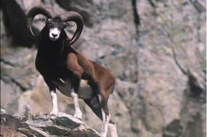 Тысячелетний отбор, предрасположенность анатомическая, посмотрите как даже обыкновенные домашние козочки по дровням, собачьим будкам и даже заборам скачут. Плюс вестибулярный аппарат. Зато хищник не всякий подберется, конкуренции по корму особо нет, хотя и корм достаточно скудный. Подобным образом и горный баран, архар себя ведет. А этот пост про тура- горного козла, по крайней мере на Кавказе так называется, википедить лень))) Видел, правда из далека, как скачут, вполне можно увидеть в районе Приэльбрусья, даже из подъемника. Еще похоже лазают и кормятся кавказские олени, тоже горные жители, они,олени, кстати, как местные говорят, могут с места на 2,2 вверх прыгнуть. По крайней мере забор в загоне не меньше должен быть.  А вообще, все правильно, жить захочешь-не так раскорячишься))))