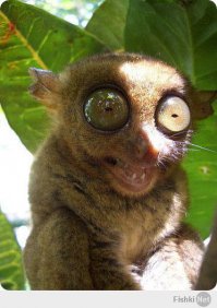 ща я с вами поделюсь, чему я на ру_чп научился.

и ты, автор, слушай.

итак, едешь рядом с фурами, тебя догоняет чучело и начинает мигать неистово.

не вопрос: сразу же, типо услужливо, включаем поворотник - и начинаем снижать скорость, чтобы посторониться и встать ДО фур.

канешна, хам весь издудится и изморгается, но мы-то УСТУПАЕМ )))

уверяю вас, ТАК уступать хамам доставит вам нипадецки. я проверял ))