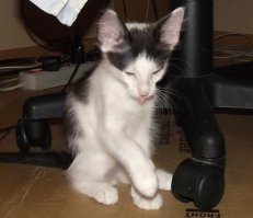 Купил за 500 рублей у наркоманов в переходе метро. Первая фотка через неделю после того как он уже отъелся у меня. До этого кошак ходить не мог, шатался, они мать его почти не кормили, молока не было.
Купил потому что жена заплакала когда мимо прошли. Пришлось забрать.