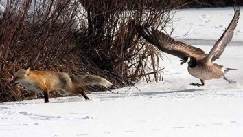 Забавные Животные