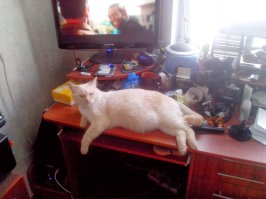 вот мой, это он ещё молодой, сейчас ещё пару кило прибавил. (для наглядности монитор 24")