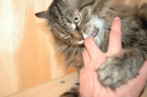 А вот моя зверюга. Не очень то довольна, что ее разбудили)))