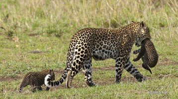 Ну, люблю я этих кошек !