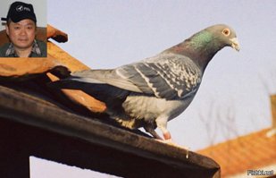 Не пойму,этот тип в комплекте с голубем???