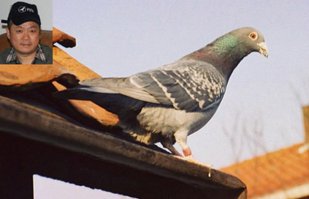 на балконе соседнего дома штук 20 этих голубей тусуется...