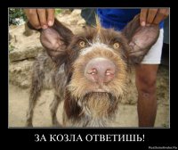 Вы когда-нибудь задумывались о горных козлах?