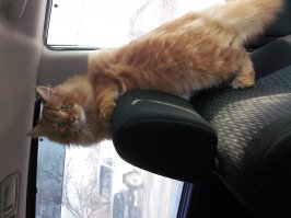 знакомьтесь Локи , котенок 8 месяцев мейкун