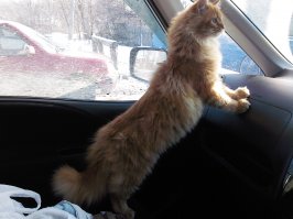 знакомьтесь Локи , котенок 8 месяцев мейкун