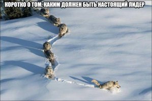 вожак волков здесь под номером 5, а первые - самые слабые в стае.