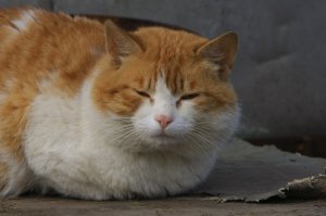 может и не он, но похожж....